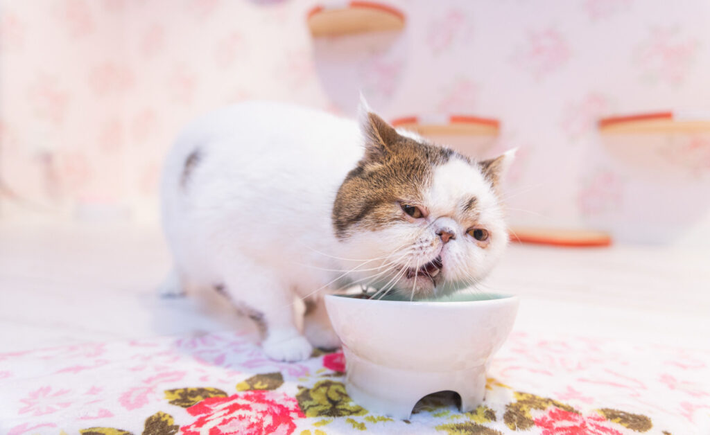 画像に alt 属性が指定されていません。ファイル名: nekocyan458A6501_TP_V-1024x628.jpg