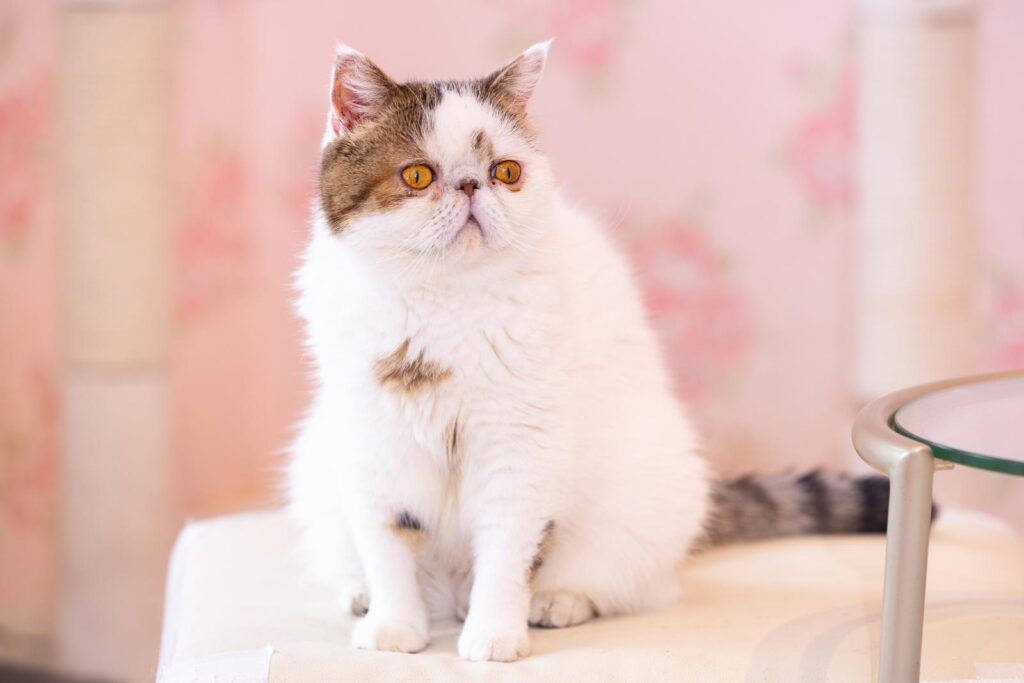 画像に alt 属性が指定されていません。ファイル名: nekocyanPAKE4479-425_TP_V-1024x683.jpg